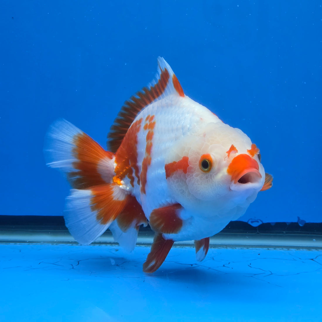 Thai Oranda Yuanbao Red and White 5.00" Body Female (FEB-737)R2A09