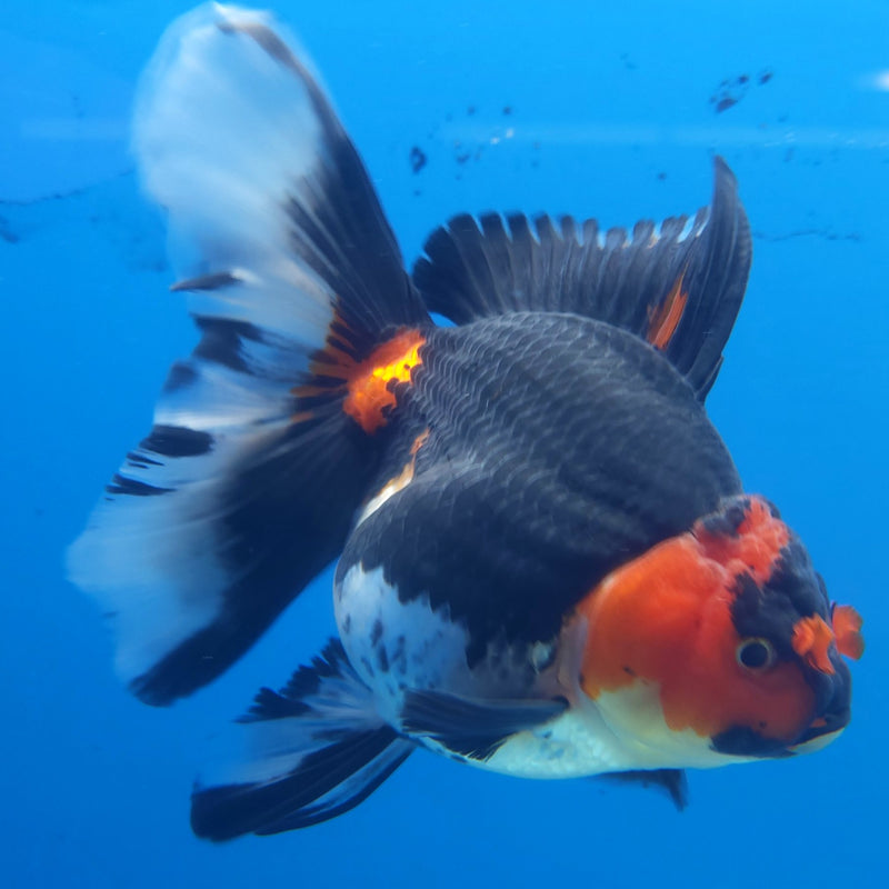 Thai Jumbo Oranda Tri-Color 5in Female (FEB-217)BLUETUB2