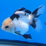 Thai Oranda Lemon Head Panda Jumbo Breed 2.8" Body Female 6mths(FEB-540)R3B21