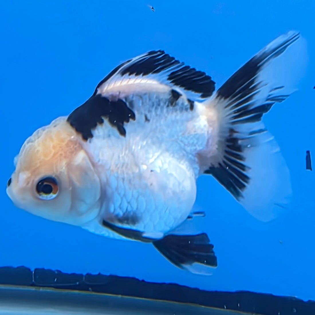 Thai Oranda Lemon Head Panda Jumbo Breed 2.8" Body Female 6mths(FEB-540)R3B21