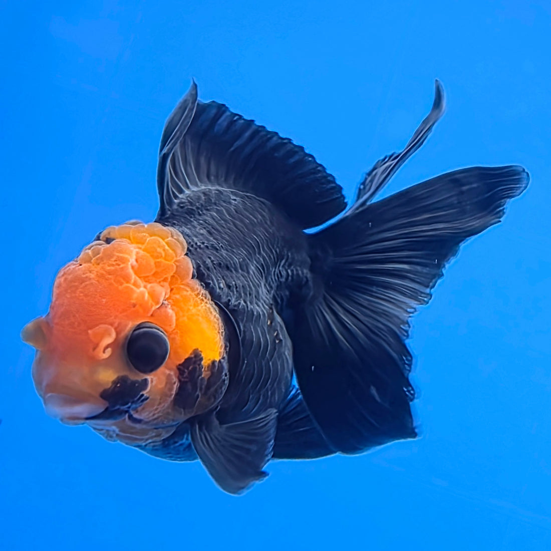 Thai Oranda Apache Red Cap Black 2in Female (FEB-549)R3B17