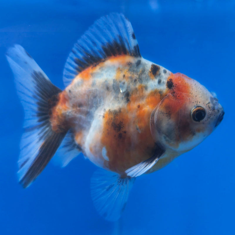 Thai Shogun Calico Oranda 2.5" Body Male A+ Grade(CK-610)R3B01
