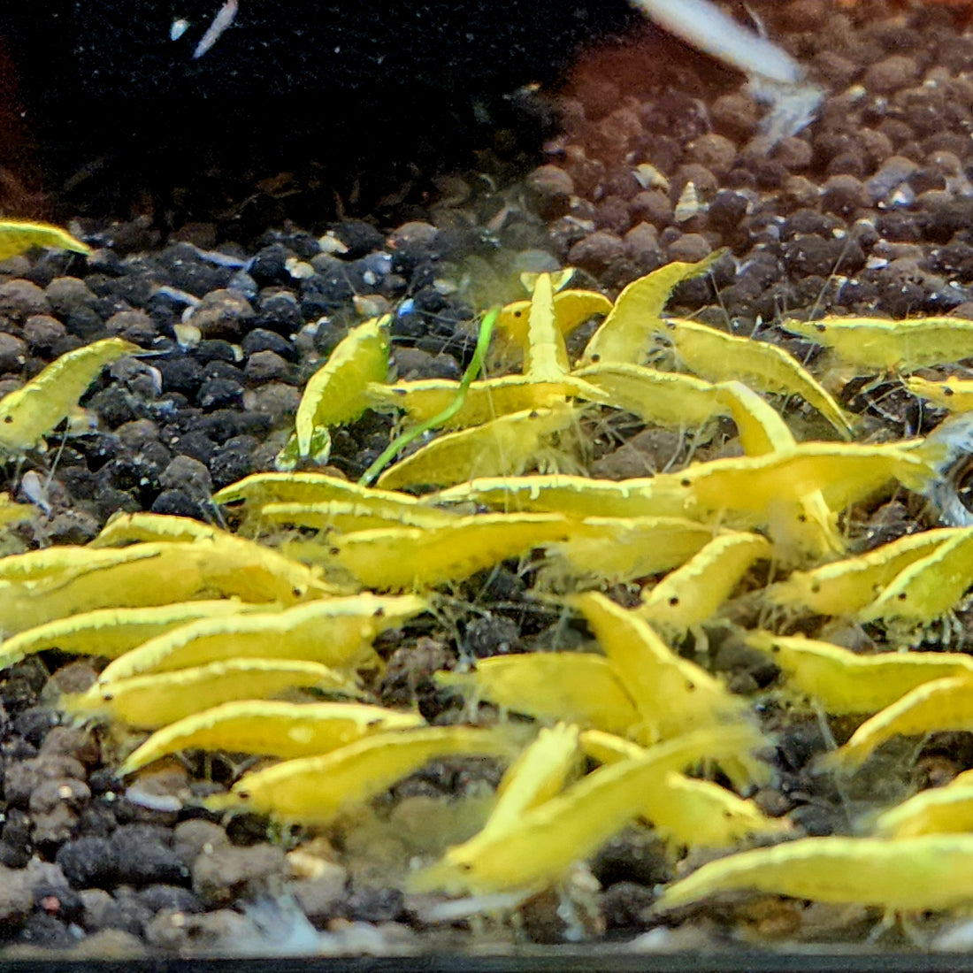 Live Freshwater Aquarium Best Quality Golden Back Yellow Stripe Shrimp 10/$30, 20/$50 (Neocaridina sp.)(FS-019)