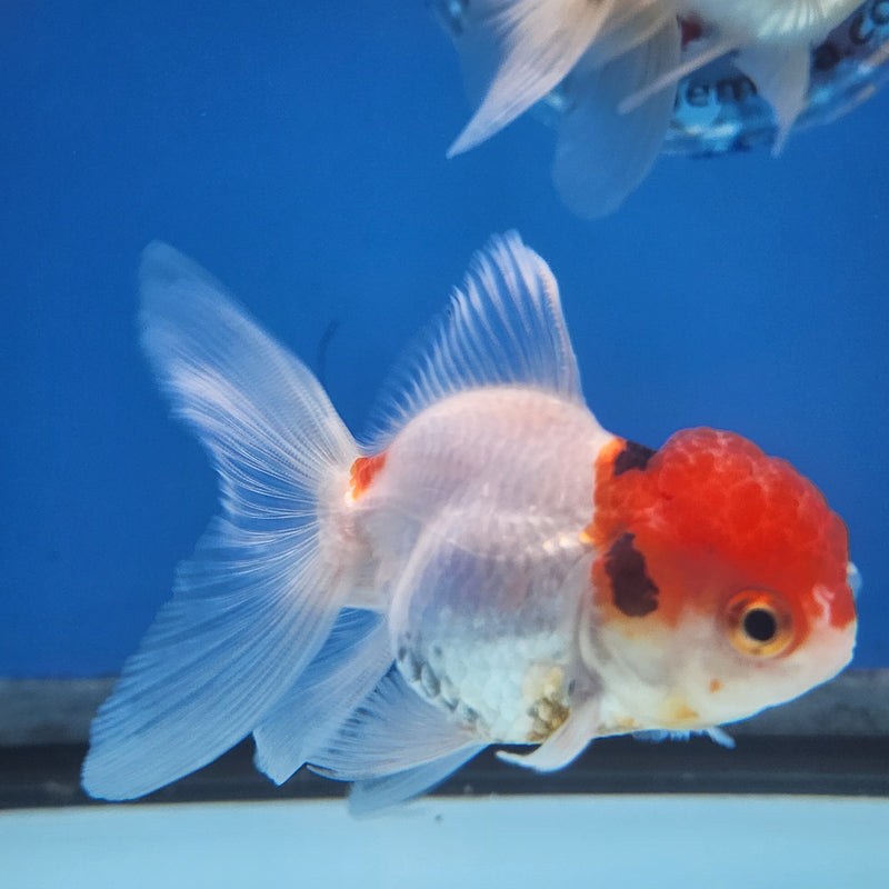 Thai Oranda Panda Red Cap Tri-Color 2” Body Female (FEB-175)R3A08
