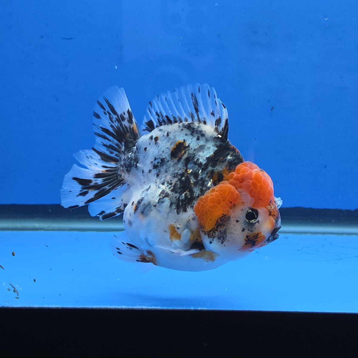 Thai Oranda Red Cap Chinese Paint Calico Godzilla 4 inch Body Female (G-FEB-109)BlueTubB