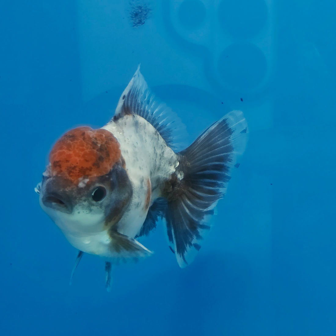 Thai Oranda Blue Calico Shogun Farm 3.5" Body Female 8mths(FEB-557)R3A02