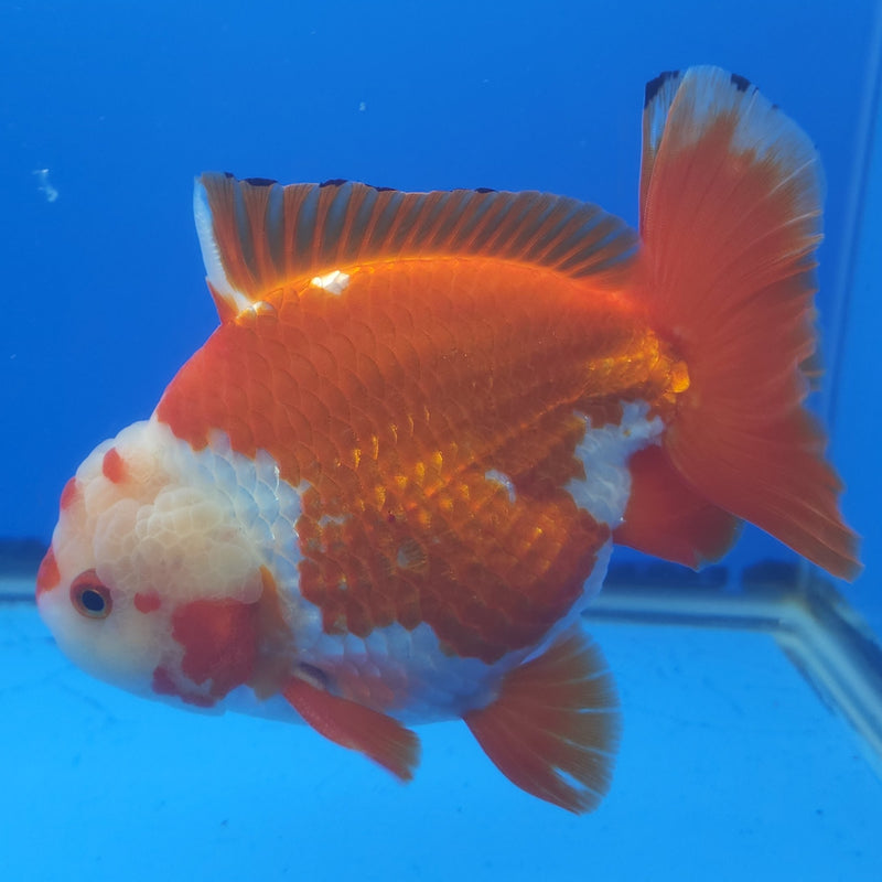 Thai Jumbo Oranda Red & White 5in Female (FEB-241)BLUETUB1