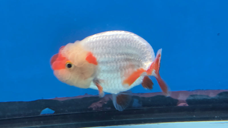 Thai Red/White Lionchu Ranchu 2.75 inch Body Male (NNN-2082)R4C07