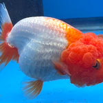 Thai Red & White Ranchu 3.5” Body Female(FEB-408) BLUETUBD