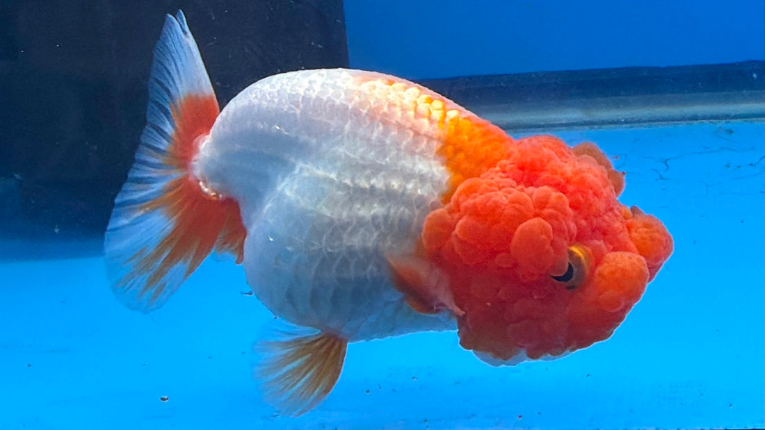 Thai Red & White Ranchu 3.5” Body Female(FEB-408) BLUETUBD