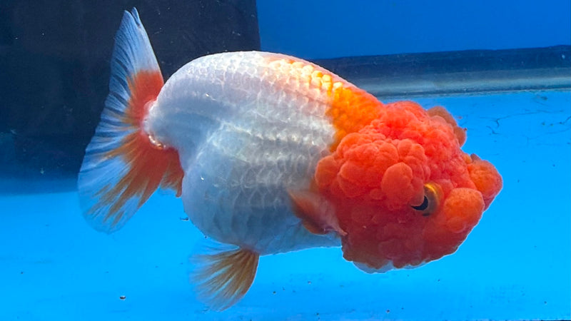 Thai Red & White Ranchu 3.5” Body Female(FEB-408) BLUETUBD