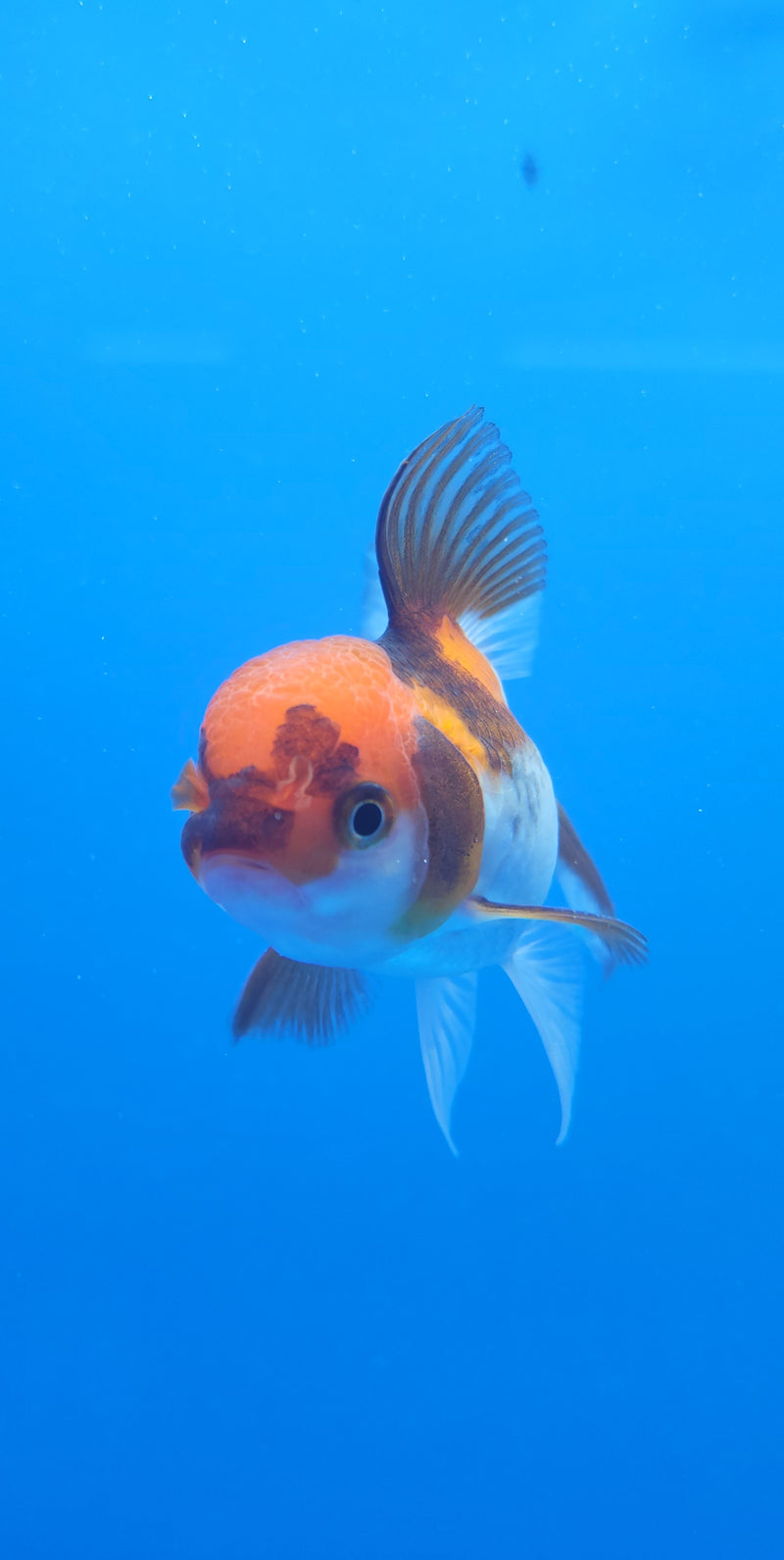 Thai Oranda Tri-Color 2.5in Female (FEB-201)R3B07