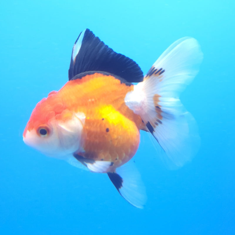 Thai Oranda Tri-Color 3in Female (FEB-205)R3B06