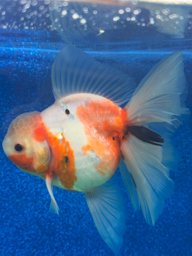 Thai Oranda Red & White Sakura 4in Female (FEB-468)BLUETUBA