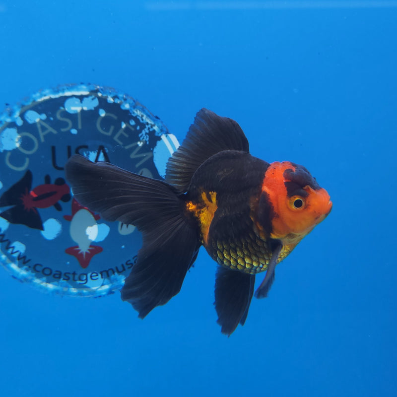 Thai Oranda Apache 2.5” Female(FEB-244)R3B04
