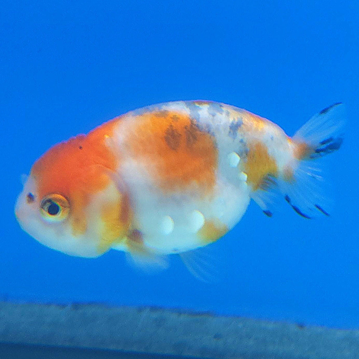 Thai Ranchu Tri-Color 2.5in Female (FEB-346)R3A14