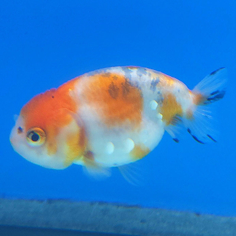 Thai Ranchu Tri-Color 2.5in Female (FEB-346)R3A14
