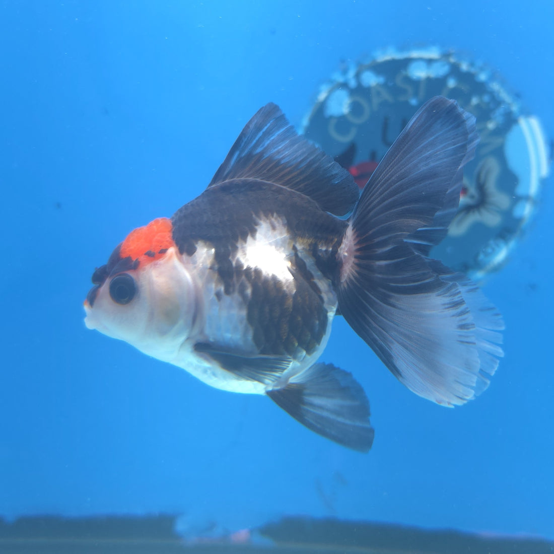 Thai Oranda Red Cap Panda 2.5” Female(FEB-661)R3B04
