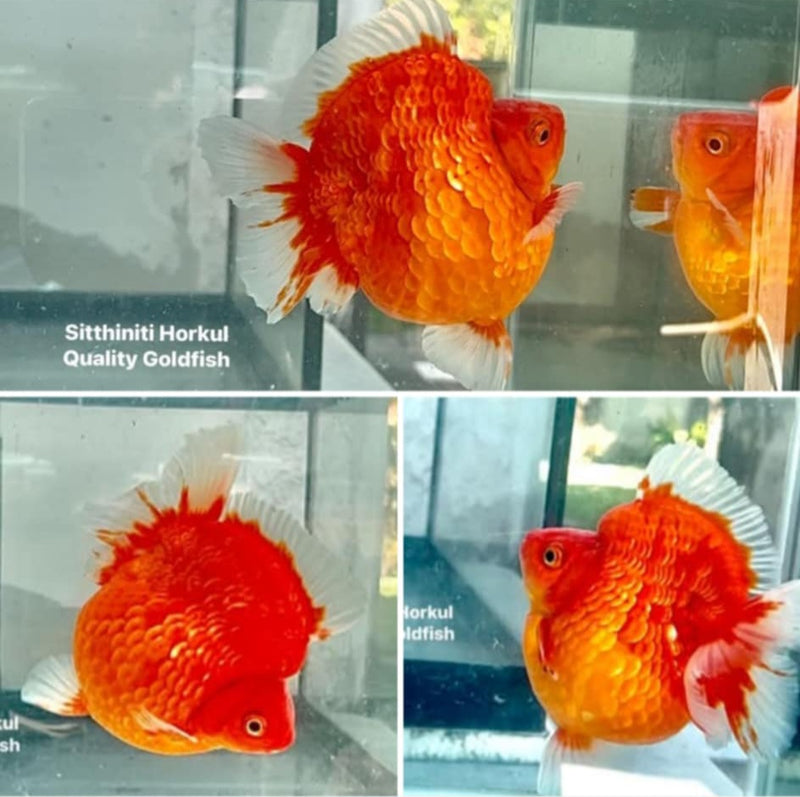 Thai Premium Jumbo Sakura Ryukin 5.00 inch Body (QGF-JO1045)