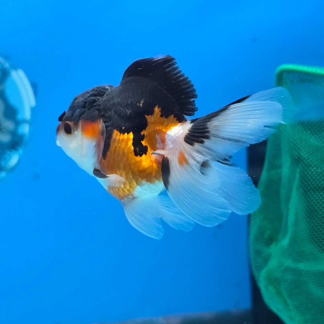 Thai Oranda Tri Color Short body breed 2.5" Body Female 6mths(FEB-561)R3B22