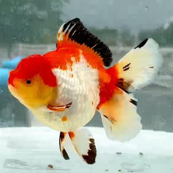 Thai Jumbo Tri Color Oranda Orchid Tail 4.50 inch Body (QGF-JO1159)