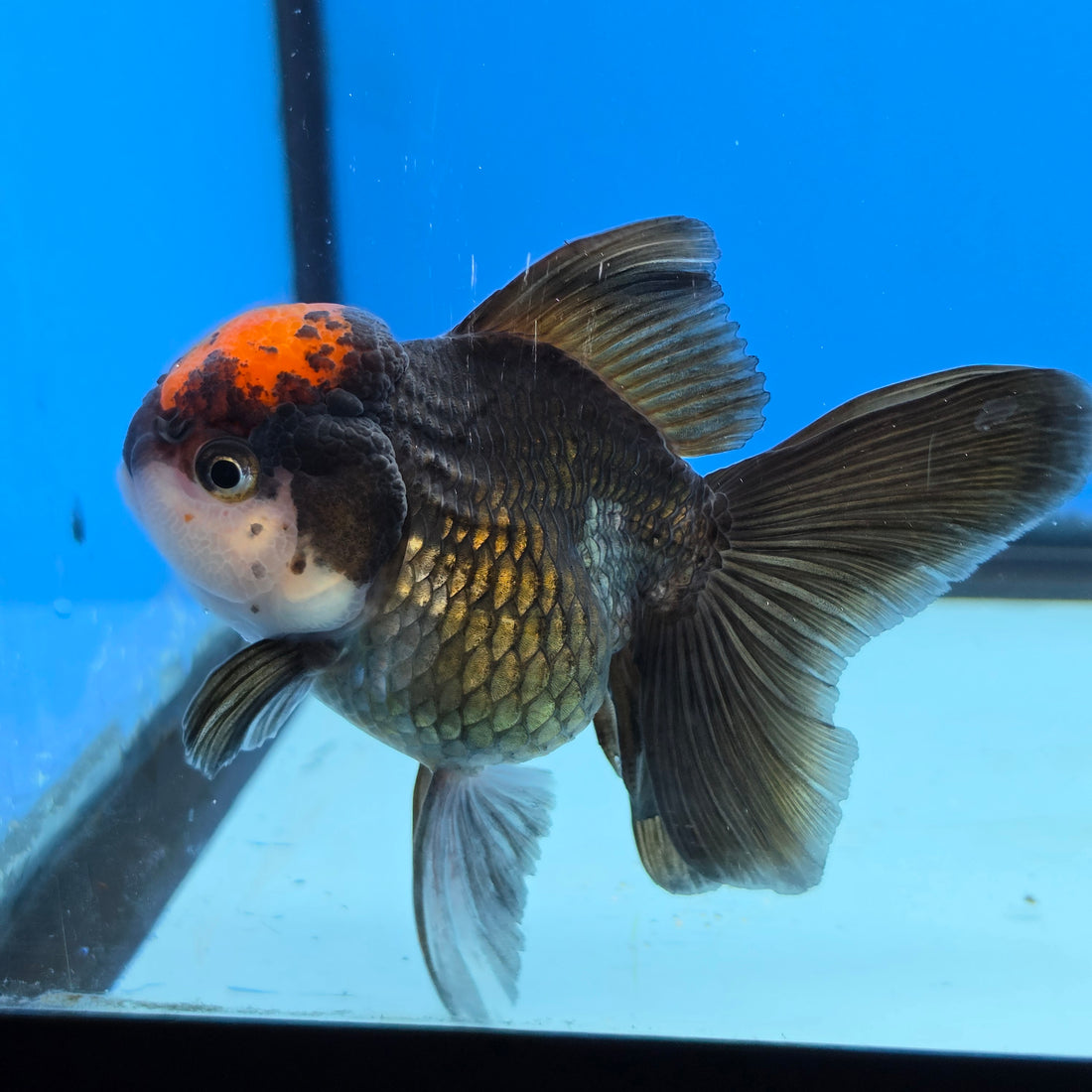 Thai Oranda Red Cap Black 3.5” Female(FEB-728)R1B07
