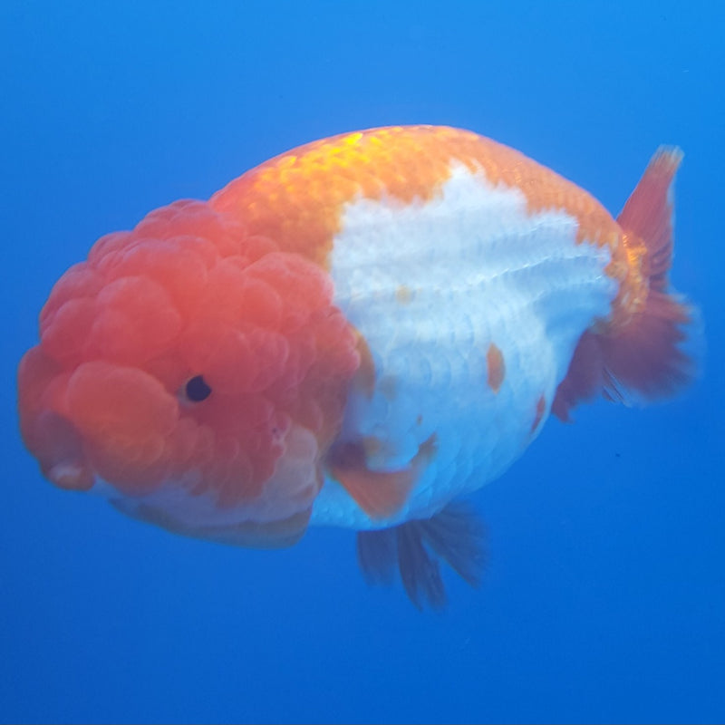 Thai Jumbo Ranchu Red & White 5in Female (FEB-213)SHOWTANK2