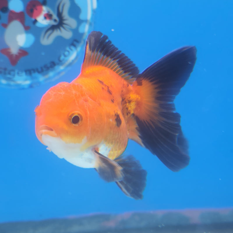 Thai Oranda Tri-Color 2.5in Female (FEB-200)R3B07