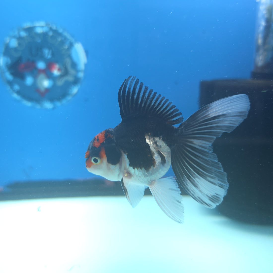 Thai Oranda Red Cap Panda 2.5” Female(FEB-662)R3B04