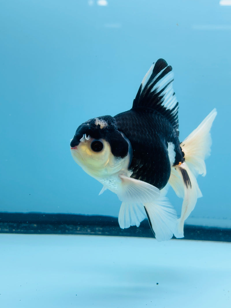 Thai Panda Orchid Tail Oranda 3.50 inch Body (KP-214)R1A11