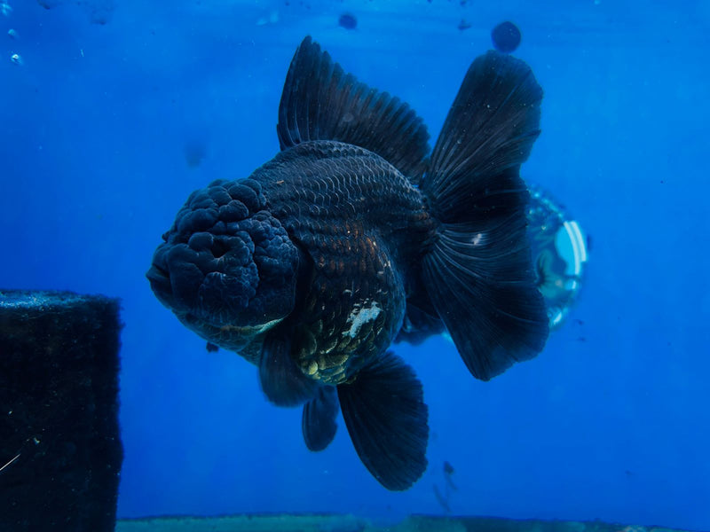 Thai Premium Jumbo Black Giant Breed 5.00 inch Body Oranda (CRP-JO1002)