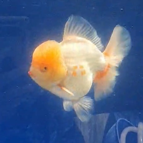 Thai Jumbo White Orchid Tail Oranda 5.50” Body (CRP-JO1153)
