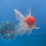 Thai Oranda Red & White 3.5” Male(FEB-710)R1A07