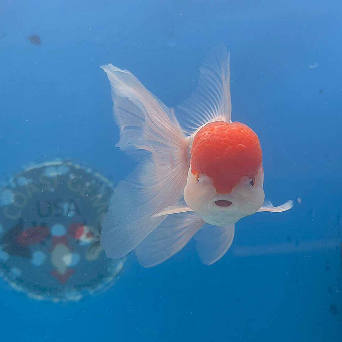 Thai Oranda Red & White 3.5” Male(FEB-710)R1A07