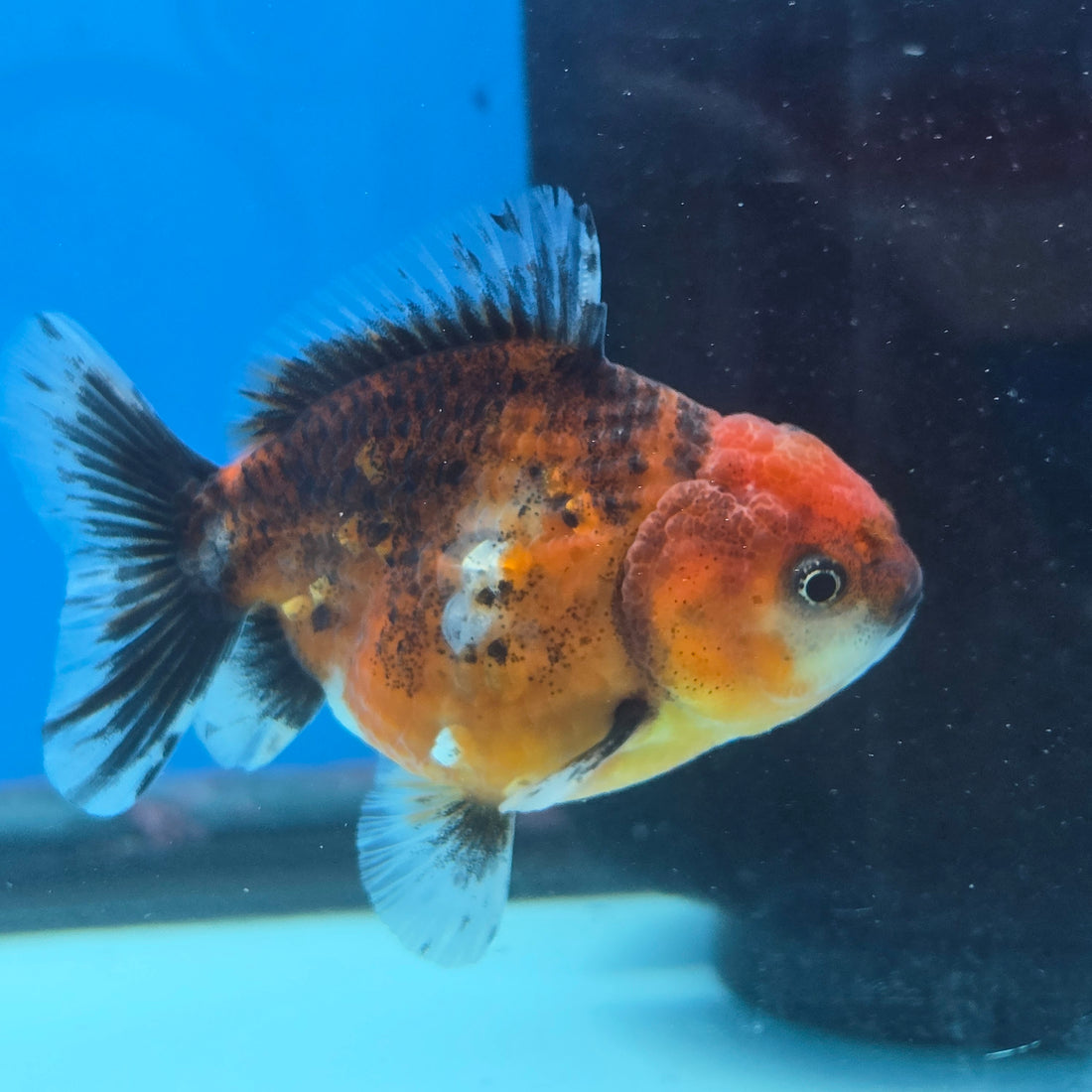 Thai Oranda Tiger Shogun Farm 2.8" Body Male 6mths(FEB-585)R3B02