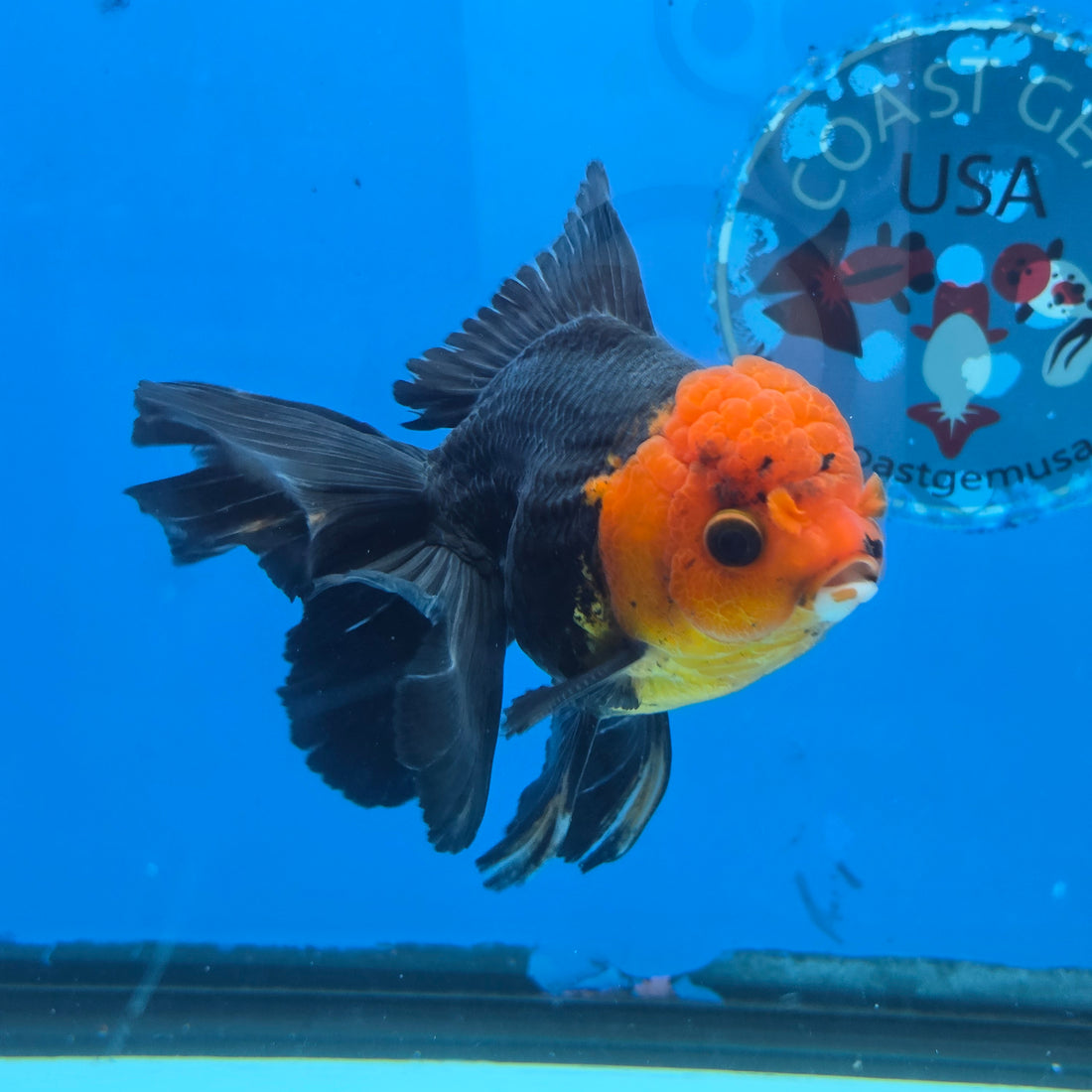 Thai Oranda Apache 4" Body male 9mths(FEB-568)R3A01