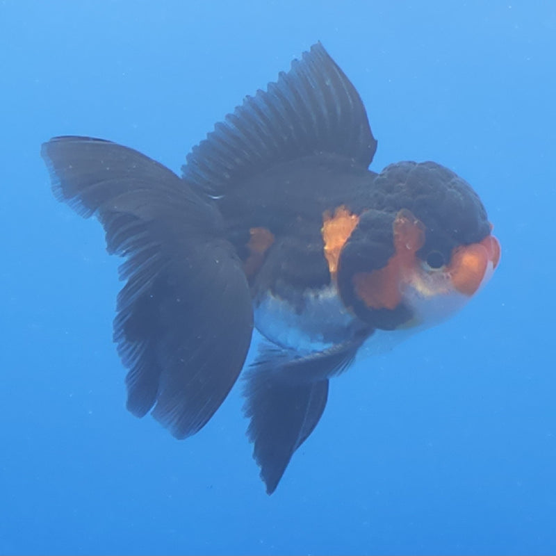 Thai Oranda Apache Panda Tri-Color 2.5 M (FEB-192)R3A06