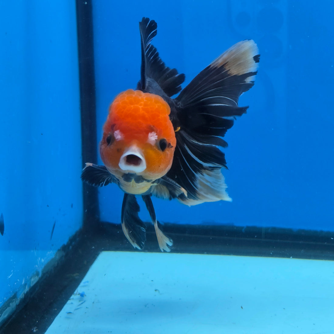 Thai Oranda Apache 4" Body male 9mths(FEB-575)R2A02