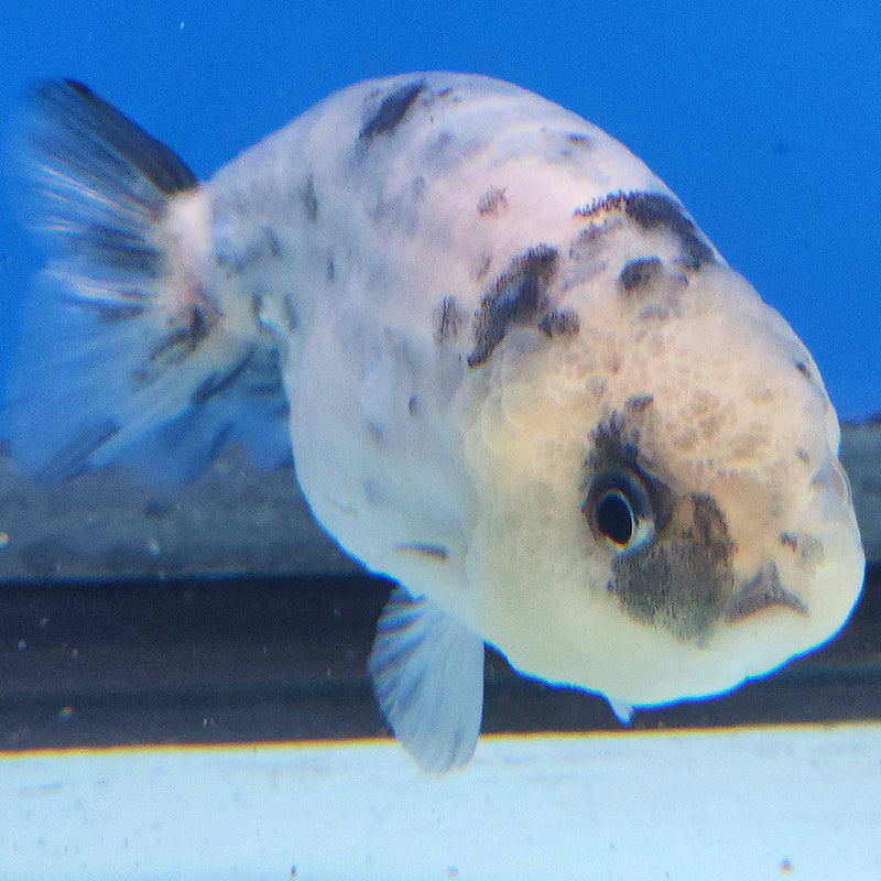 Thai Ranchu White Tiger 2.5in Female (FEB-343)R3A14
