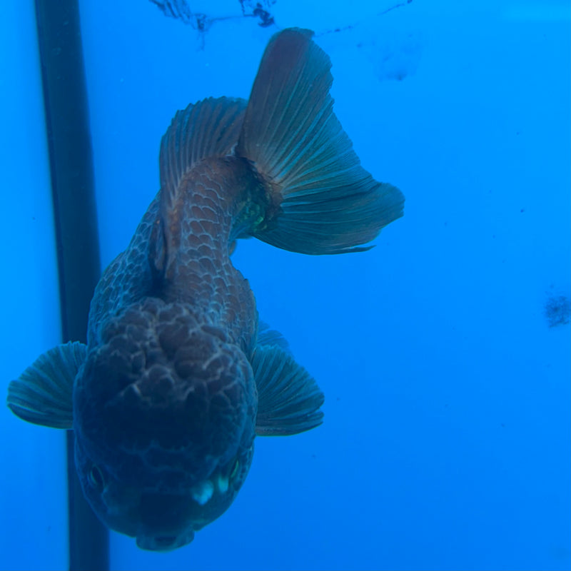 Thai Oranda Copper 3.5" Female(FEB-427)R2B01