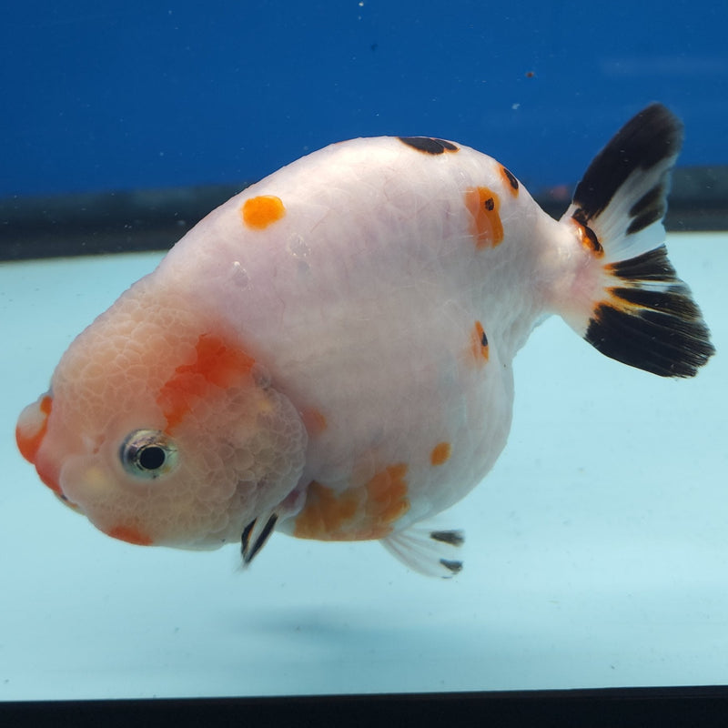 Chinese Ranchu White Cow 4in Male (FEB-328)R2B02