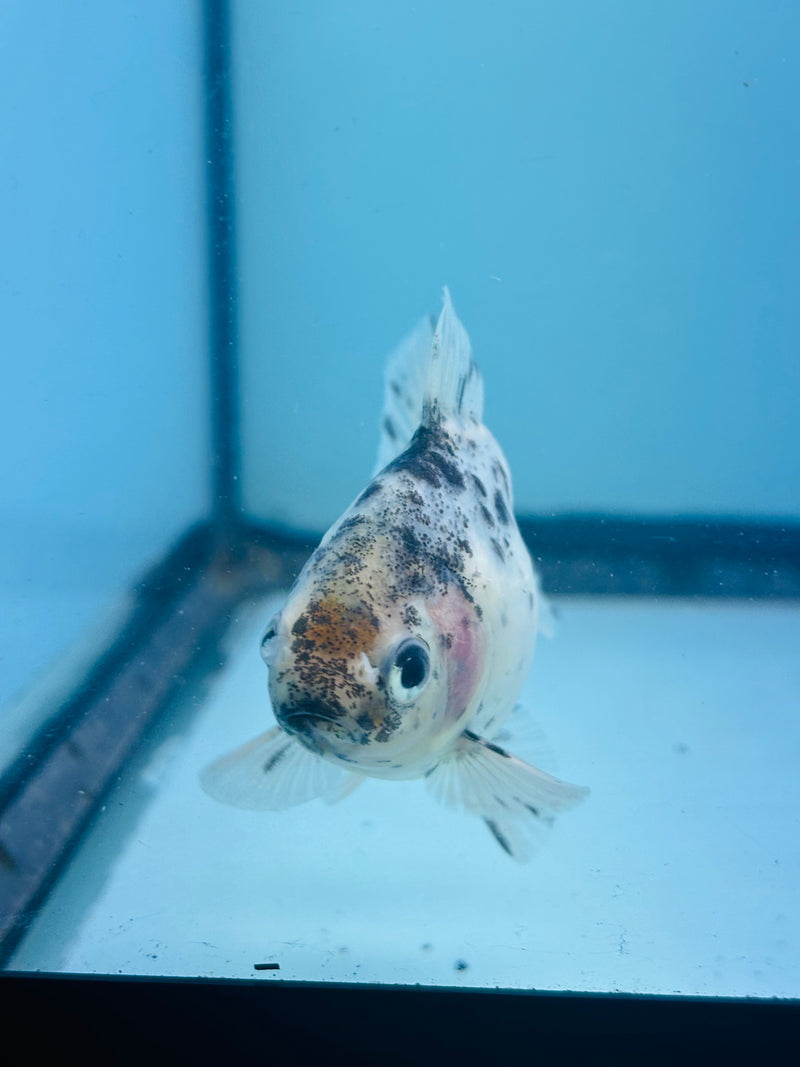 Thai Giant Breed Calico Yuanbao Oranda 2.25 inch Body (KP-220)R4C01