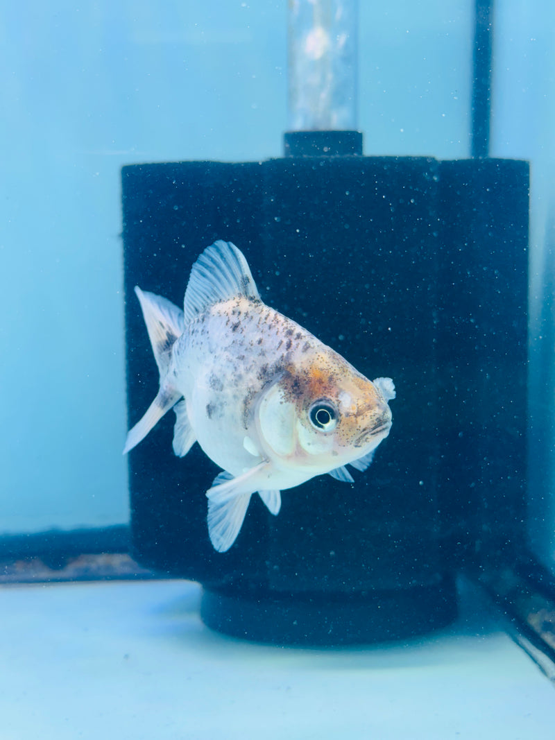 Thai Giant Breed Calico Yuanbao Oranda 2.25 inch Body (KP-223)R4C01