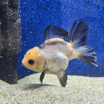 Thai Oranda Lemon head Panda 2.7” Female(FEB-651)R3B21