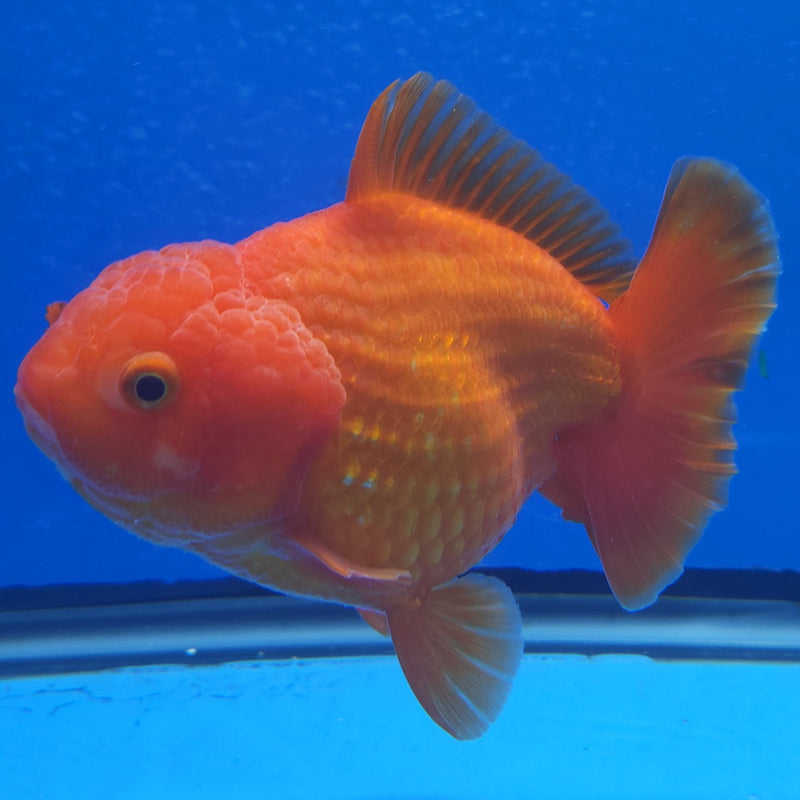 Thai Jumbo Oranda Red & White 5in Female (FEB-222)BLUETUB1
