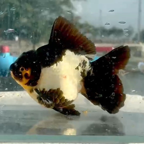 Thai Jumbo Panda Oranda Orchid Tail 5.00 inch Body (QGF-JO1191)