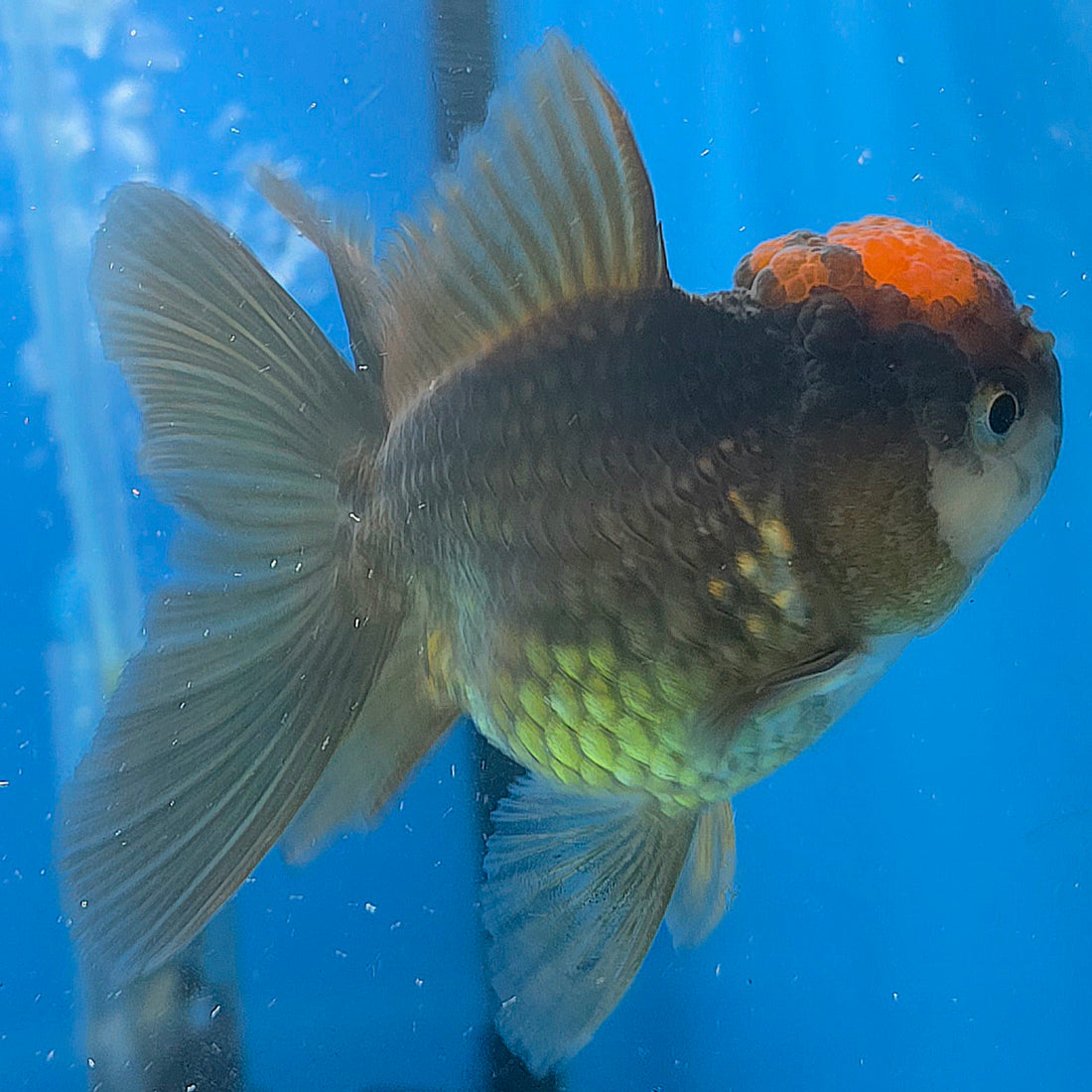 Thai Oranda Apache 2.5” Male(FEB-633)R3B15