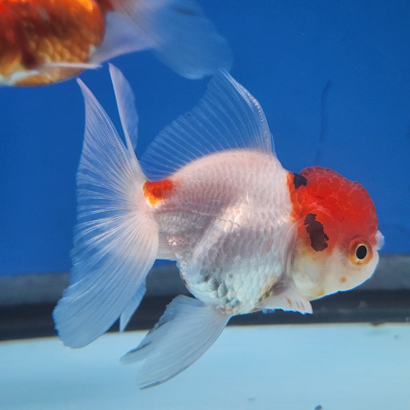 Thai Oranda Panda Red Cap Tri-Color 2” Body Female (FEB-175)R3A08
