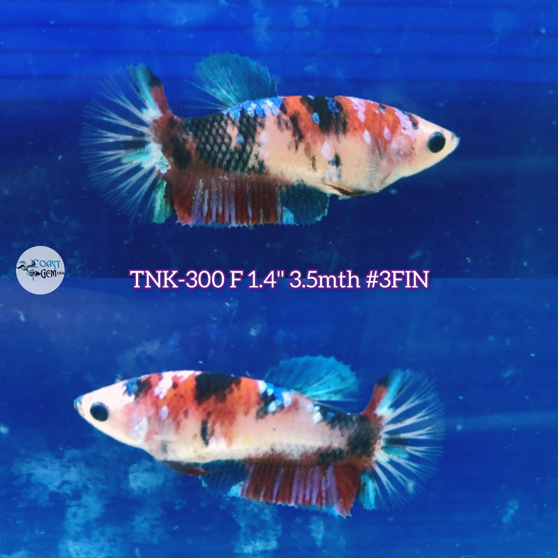 Live Female Betta Red Galaxy Koi Plakad (TNK-300)High quality what you see what you get!!