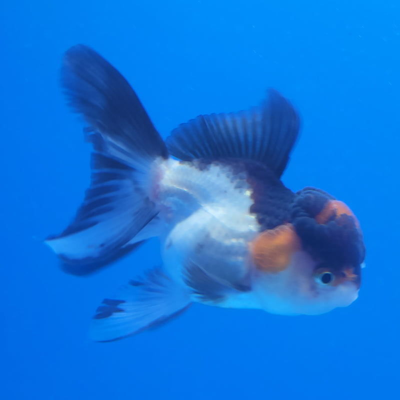 Thai Oranda Tri-Color 2.5in Female (FEB-195)R3A06